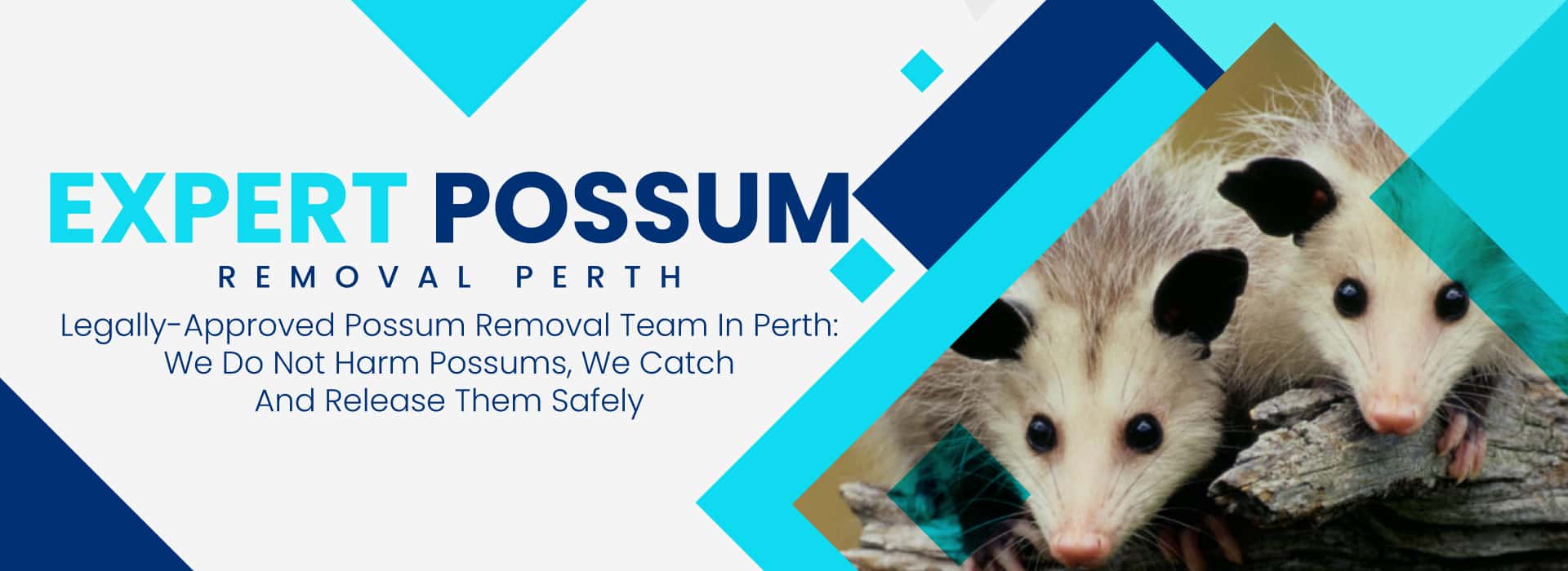 possum removal perth