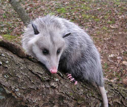 Possum Removal Perth