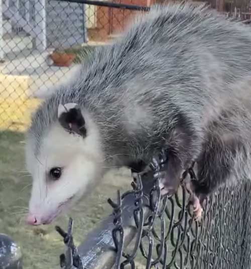 Possum Removal Service