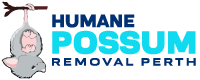 humane-possum-removal-canberra