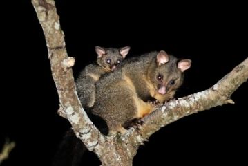 brushtail possum removal