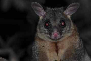 feather possum removal