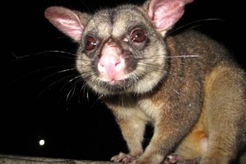 Possum Catching