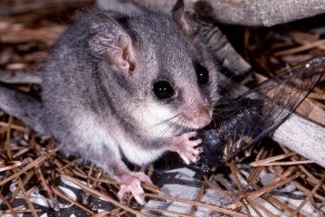 pygmy possum removal