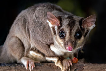 Possum Catchers Perth