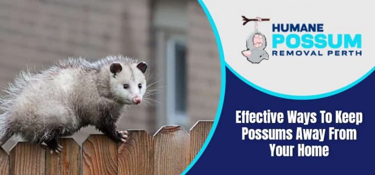 Keep Possums Away From Your Home