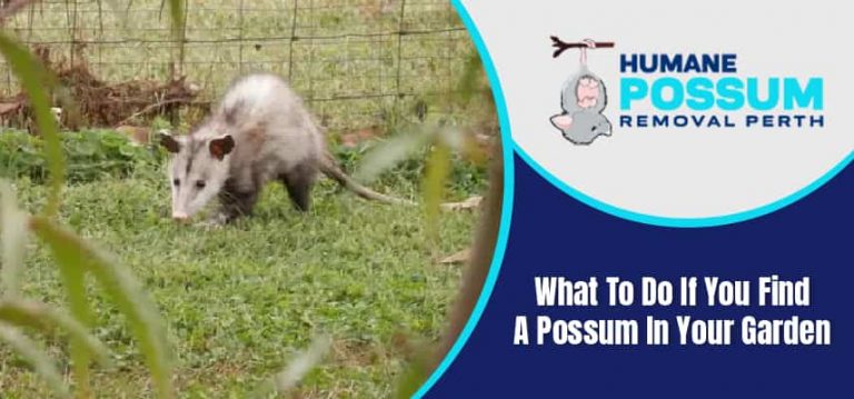 Remove Possum From Your Garden