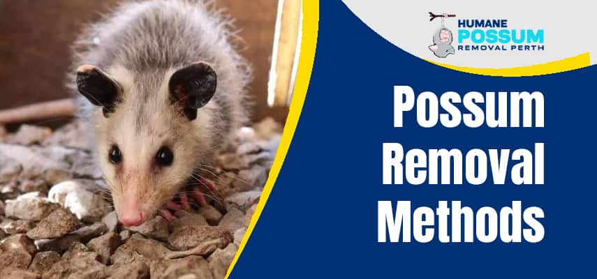 Possum Removal Methods Service