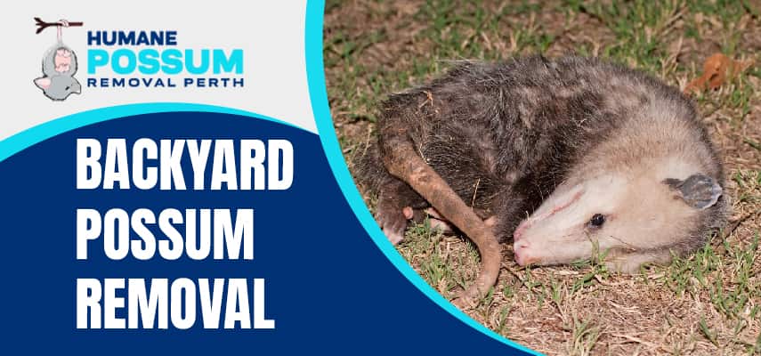 Backyard Possum Removal Perth Services