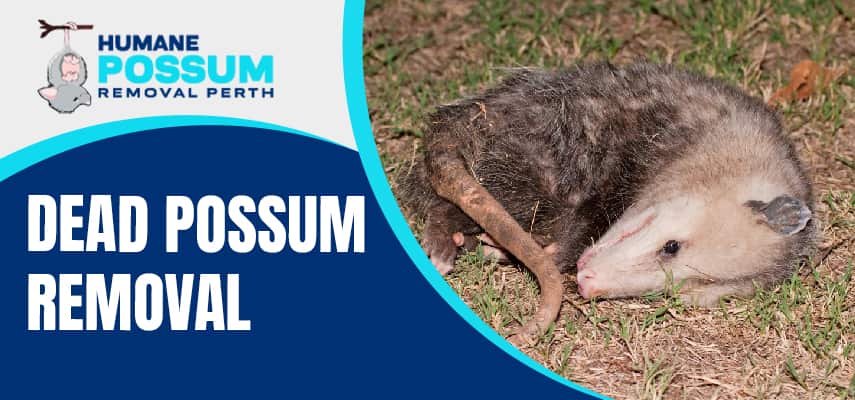 Dead Possum Removal In Perth 