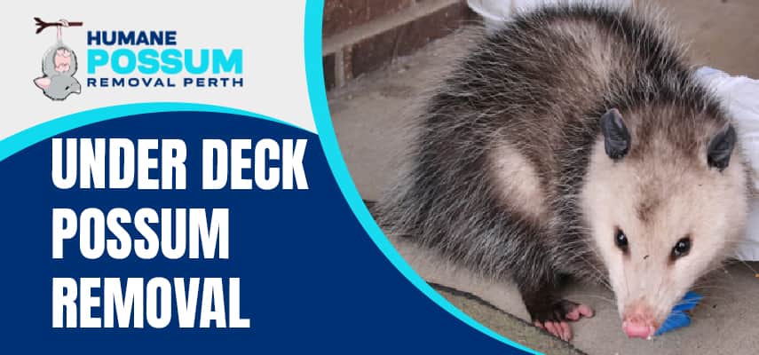  Under Deck Possum Removal Services