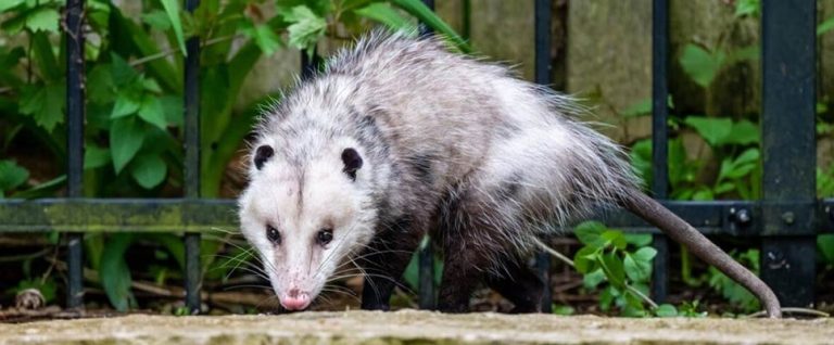 possum deterrents to keep them away