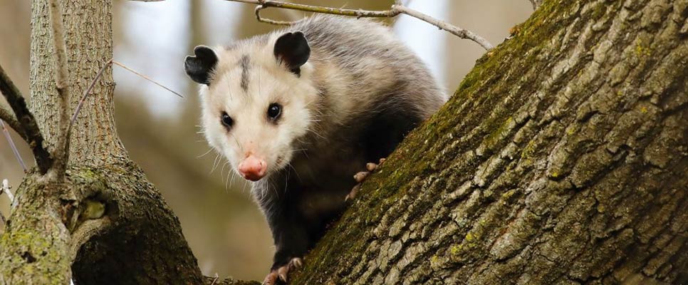 How To Identify If You Have A Possum Infestation In Your Roof