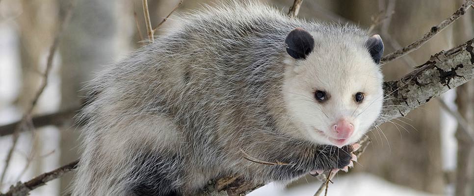 Raccoon vs Possum What Are The Differences