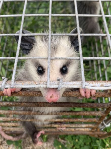 professional possum removal perth