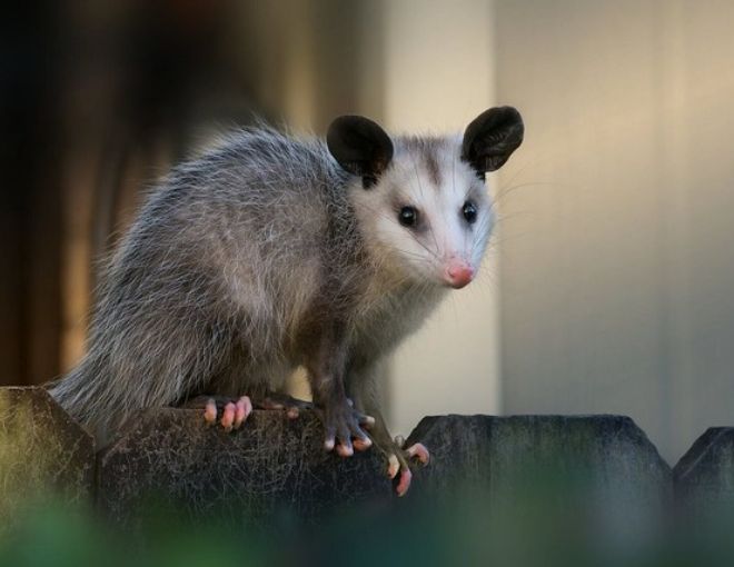 Exceptional Possum Removal Service