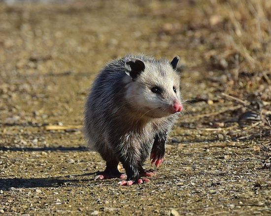 Possum Removal Service